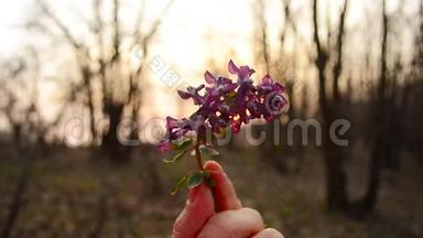 女孩手中握着太阳<strong>光线照射</strong>的紫罗兰花。
